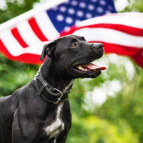 Patriotic Flag Memorial Veteran Black Dog Photo
