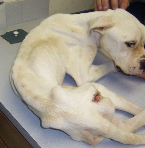 Timeline 2000 Coleman Dog Cruelty Case 2